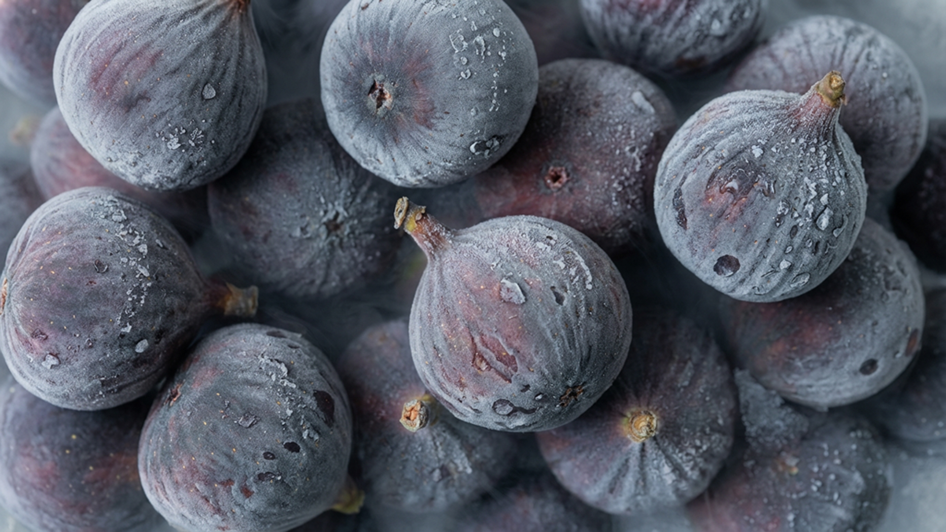 Purple Fig