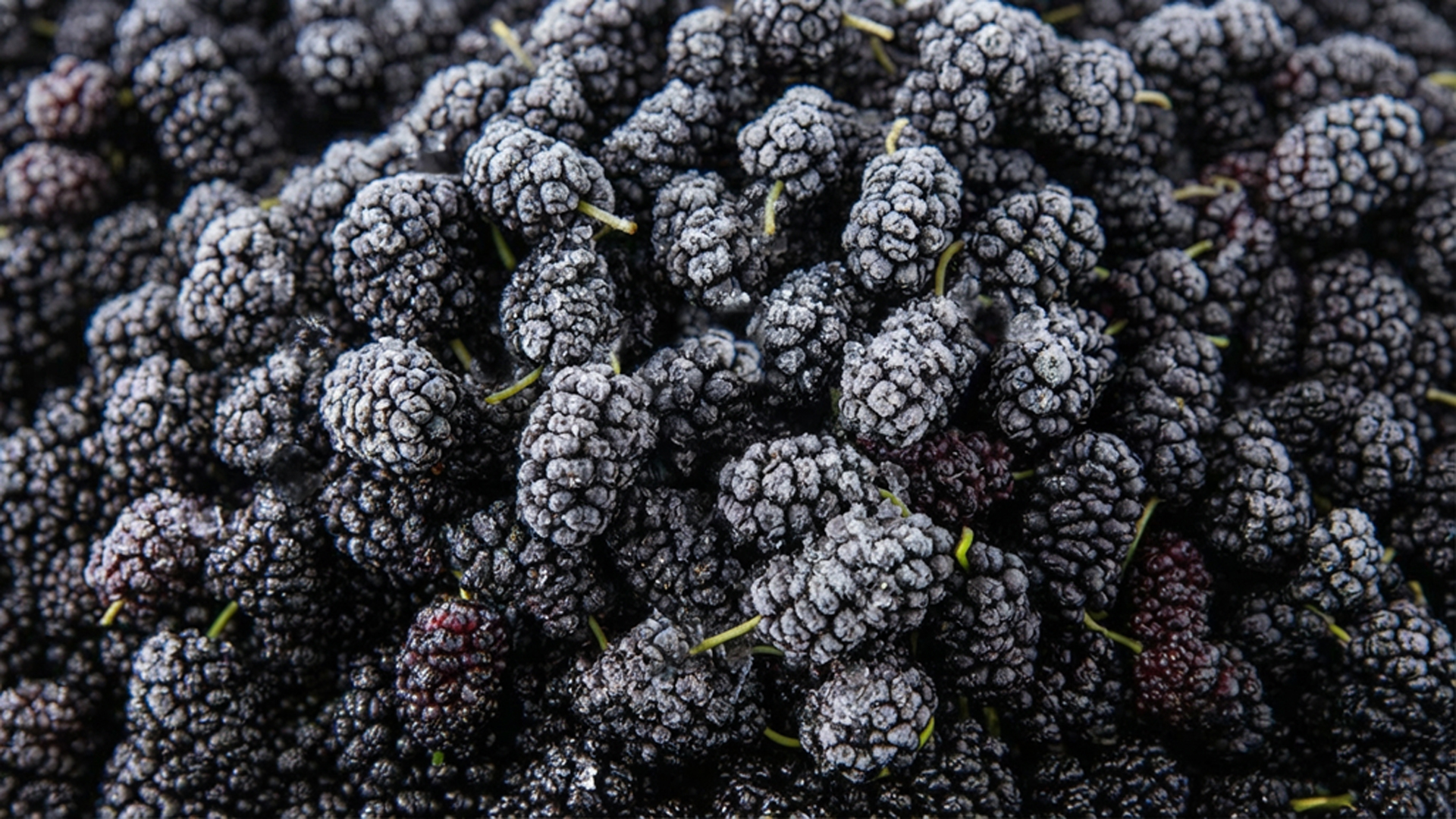 Black Mulberry