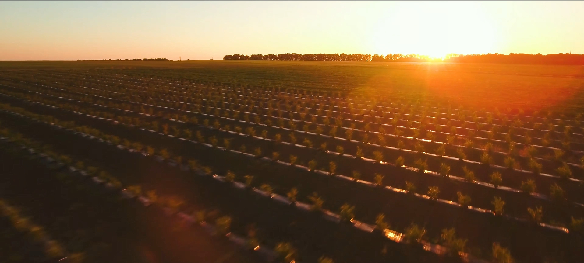 Harvesting at the Right Time